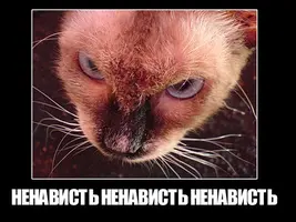 2305152.webp