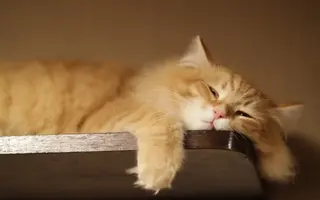 Lazy-Cat.webp