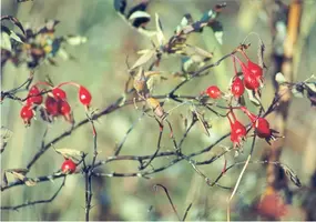 autumn030.webp