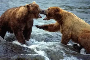 BEARS.webp