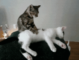 20190922_190634.gif