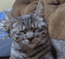IMG_hojntx.gif