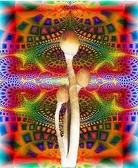 shroommo.webp