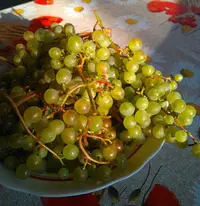 tmp-cam-1925205394.webp