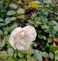 IMG_20191011_135211.webp