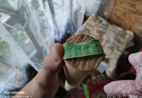 IMG_11102019_170202_(1500_x_1035_пиксель).webp