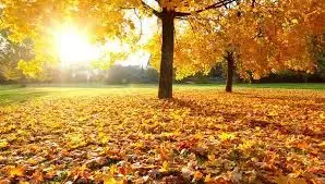 images (4).webp