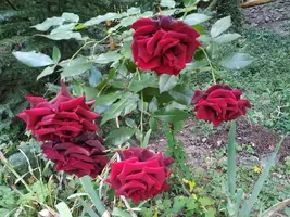 IMG_20190824_164627.webp