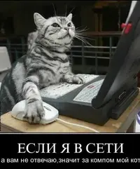 2954.webp