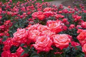 розы.webp