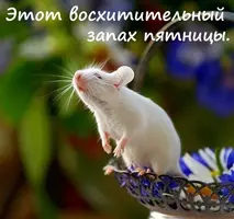 piatnitca-16.webp
