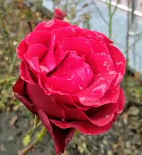 IMG_20191115_134008.webp