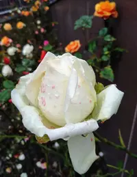IMG_20191115_134251.webp