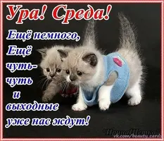 sreda_0244.webp