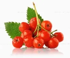 098.webp