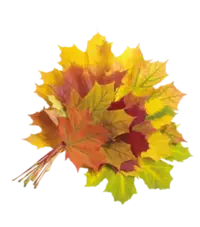 c777aa807de8.webp