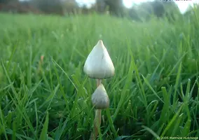 Psilocybe_Semilanceata.webp