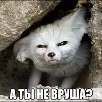1388753623_1764878789.webp