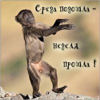sreda-podoshla-nedelya-proshla-kartinka-prikolnaya.webp