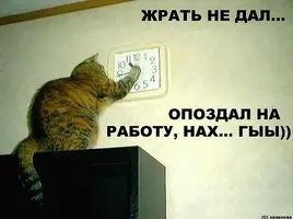 КотЧасы.webp