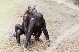 1024px-Bonobo_sexual_behavior_1.webp