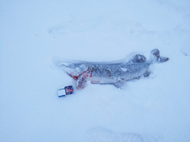 IMG_20191215_165756_800x600.webp