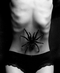 tarantula_700938_m.webp