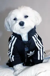 funny_animals_catsmob_com_20120302_00429_036.webp