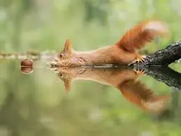 images (20).webp