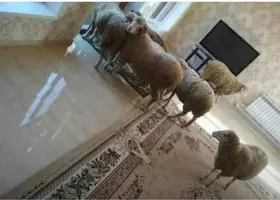 IMG-20191118-WA0016.webp