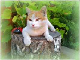 2015-10-17-13-13-29.webp
