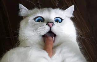 6456090c.webp