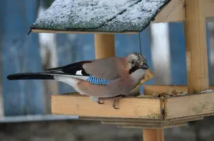 _DSC1378.webp