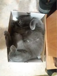 жидкость.webp