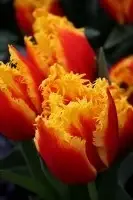 unnamed (1).webp
