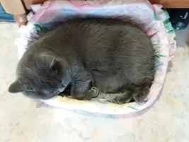 кошка 1.webp