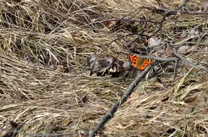 _DSC4009.webp