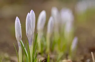 _DSC4462.webp