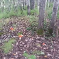 красногол 1.webp