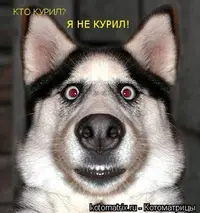 SYBERIAN_HUSKY_Prikoly_009.webp