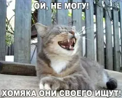 (16).webp
