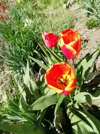 IMG_20200418_112647.webp