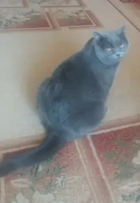 кошечка.webp
