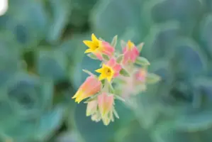 DSC_1785.webp