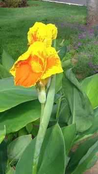 SAM_0332.webp