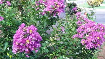 SAM_0333.webp
