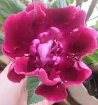 IMG_20200423_120416.webp