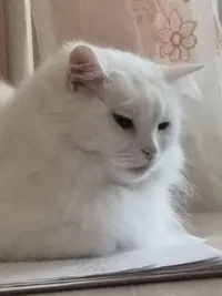 tHEGvfixYr0.webp