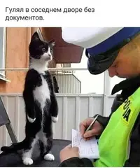 котик.webp