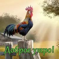 Доброе-утро-картинки-прикольные-смешные-скачать-бесплатно-1.webp